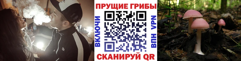 Псилоцибиновые грибы Magic Shrooms  omg как зайти  Сунжа 